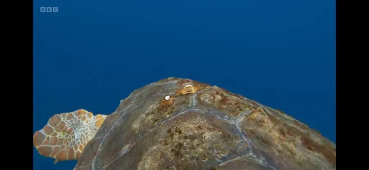 Loggerhead sea turtle (Caretta caretta) as shown in Planet Earth III - Ocean